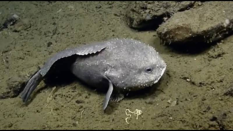 Рыба-капля (психролют): как выглядит