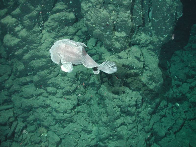 Рыба-капля (психролют): как выглядит