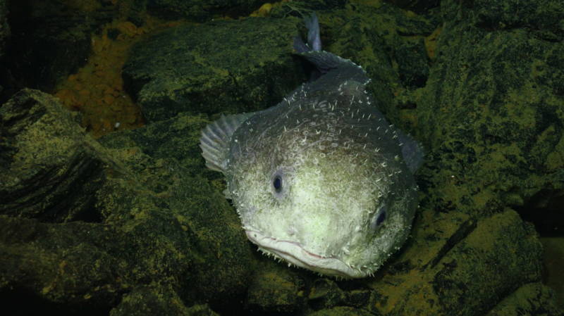 Рыба-капля (психролют): как выглядит