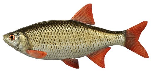 Все о красноперке: биологическая характеристика, место обитания и рыбалка