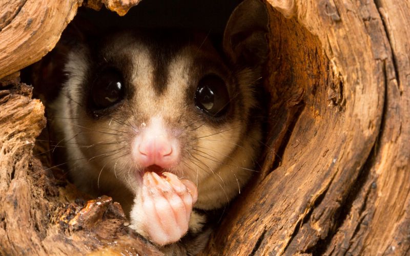 В дупле В дупле