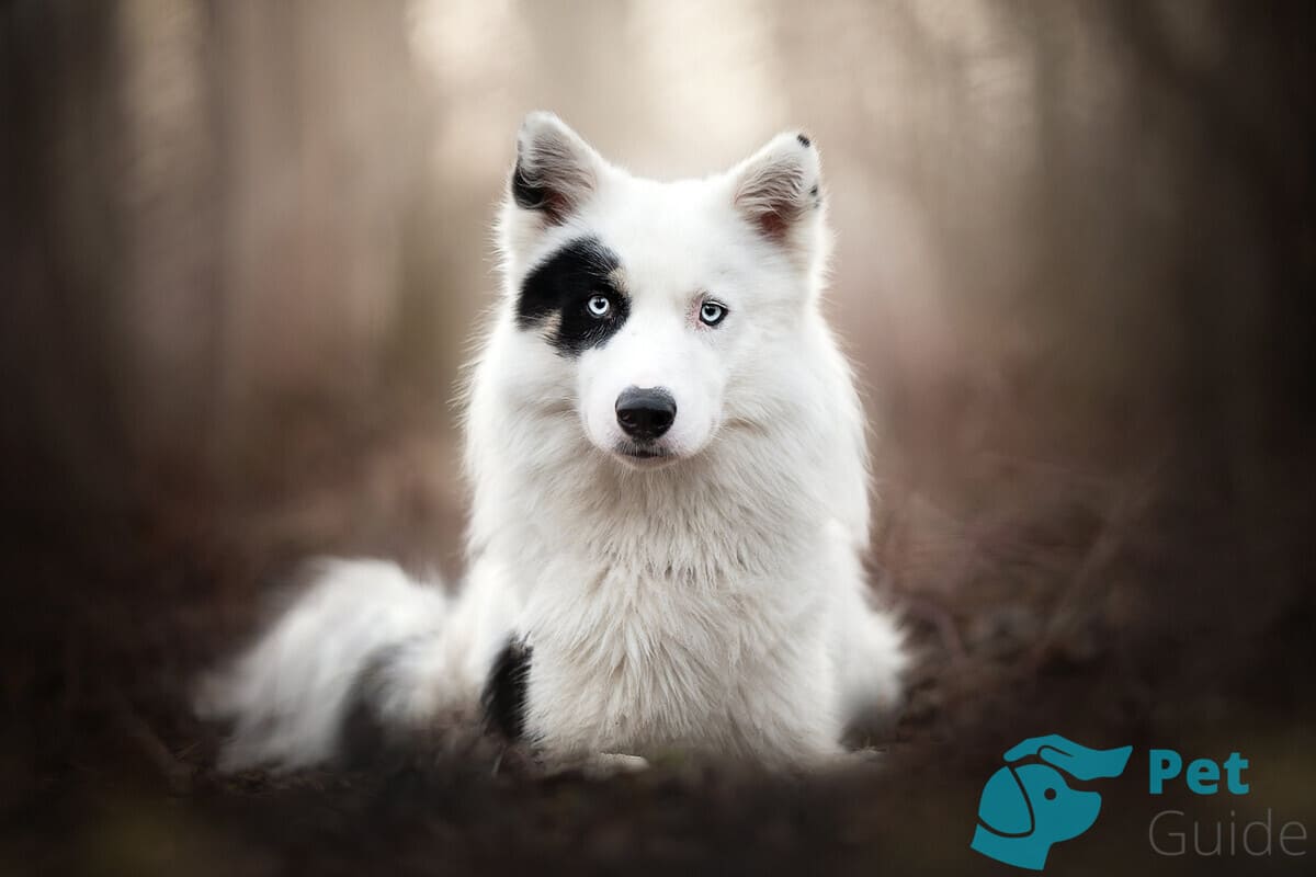 Шерсть якутской лайки Шерсть якутской лайки