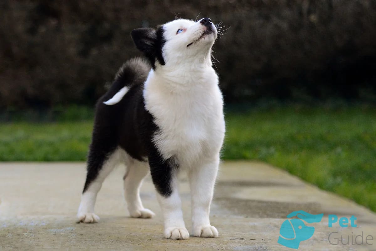 Шея якутской лайки Шея якутской лайки