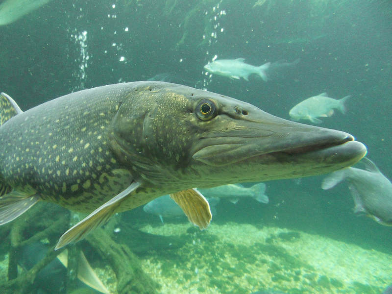 Естественные враги красноперки - щука, сом, окунь, ерш, ротан