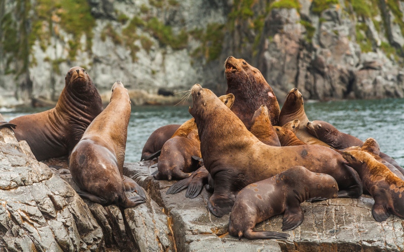 Морские львы на камнях Морские львы на камнях