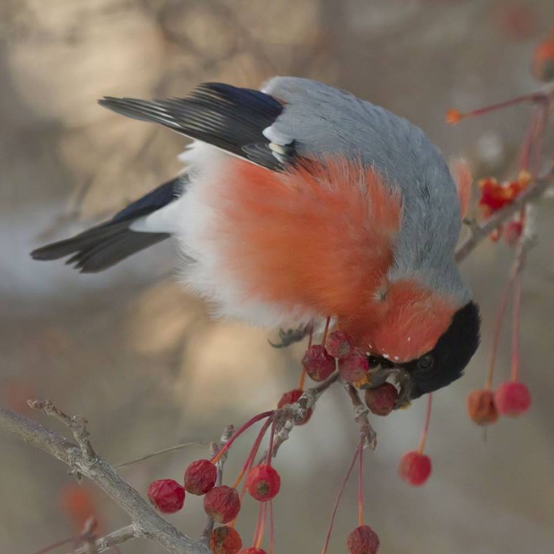 Куда улетает летом жить снегирь, где можно встретить зимой перелетных птиц
