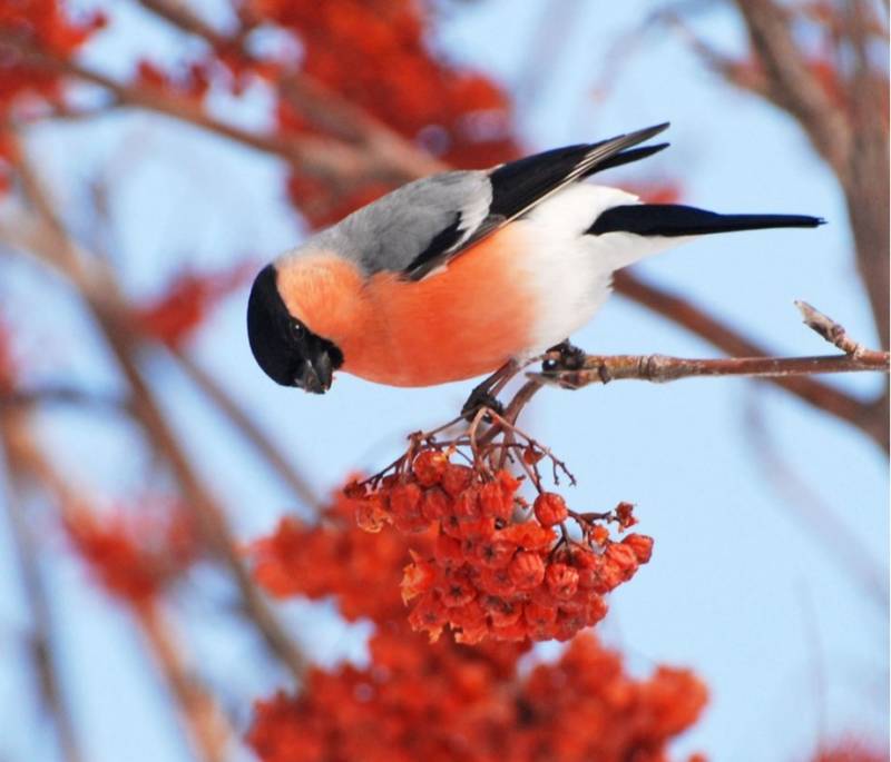 Куда улетает летом жить снегирь, где можно встретить зимой перелетных птиц