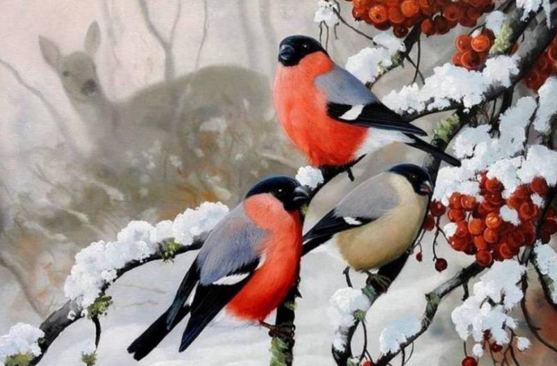 Куда улетает летом жить снегирь, где можно встретить зимой перелетных птиц