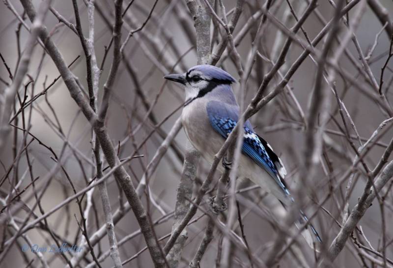 Сойка - описание птицы, чем питается и где обитает