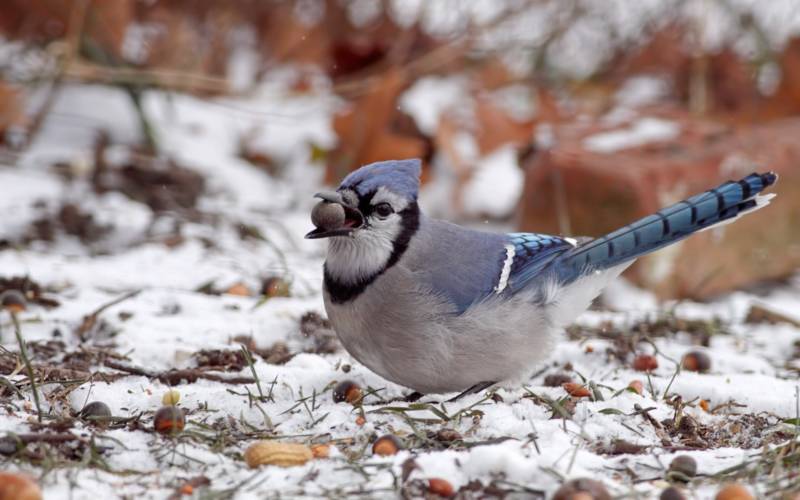 Сойка - описание птицы, чем питается и где обитает