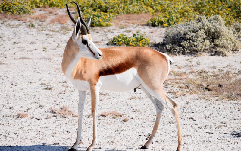 Животное спрингбок Животное спрингбок