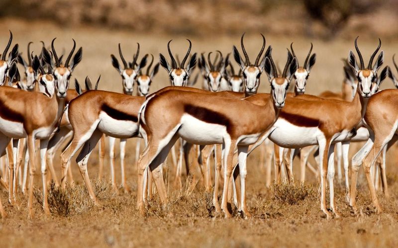 Стадо спрингбоков Стадо спрингбоков