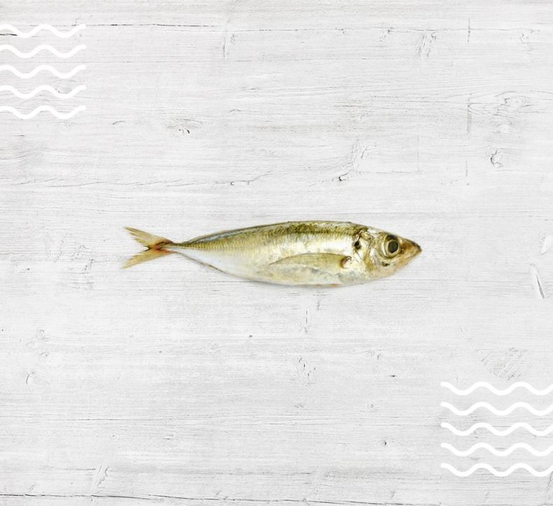 Ставрида (черноморская рыба): как ловить, места обитания, внешний вид, размеры, повадки, список самых уловистых приманок для ставриды