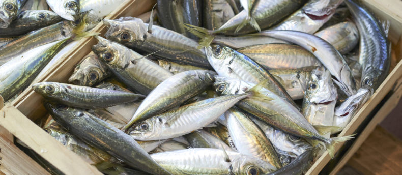 Ставрида (черноморская рыба): как ловить, места обитания, внешний вид, размеры, повадки, список самых уловистых приманок для ставриды