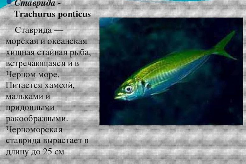 Ставрида (черноморская рыба): как ловить, места обитания, внешний вид, размеры, повадки, список самых уловистых приманок для ставриды