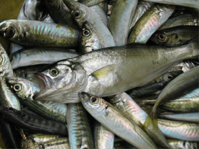 Ставрида (черноморская рыба): как ловить, места обитания, внешний вид, размеры, повадки, список самых уловистых приманок для ставриды