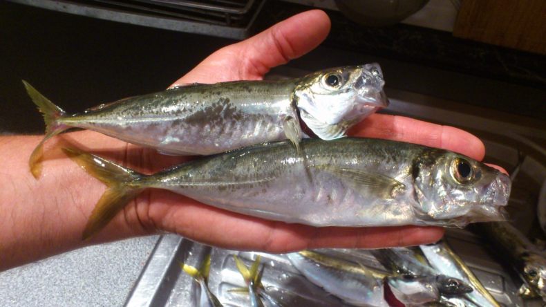 Ставрида (черноморская рыба): как ловить, места обитания, внешний вид, размеры, повадки, список самых уловистых приманок для ставриды