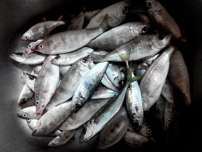 Ставрида (черноморская рыба): как ловить, места обитания, внешний вид, размеры, повадки, список самых уловистых приманок для ставриды