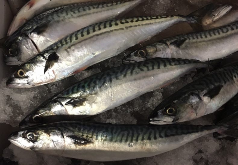 Ставрида (черноморская рыба): как ловить, места обитания, внешний вид, размеры, повадки, список самых уловистых приманок для ставриды