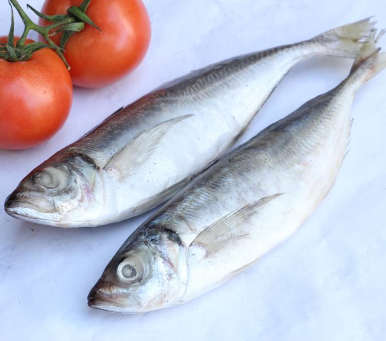 Ставрида (черноморская рыба): как ловить, места обитания, внешний вид, размеры, повадки, список самых уловистых приманок для ставриды