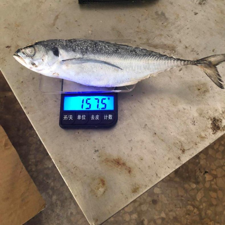 Ставрида (черноморская рыба): как ловить, места обитания, внешний вид, размеры, повадки, список самых уловистых приманок для ставриды