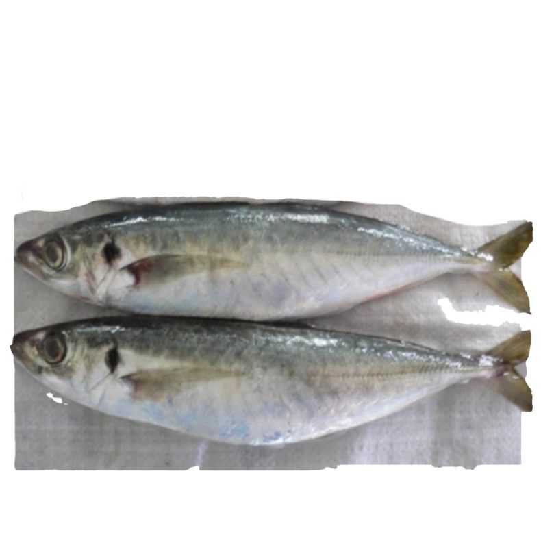 Ставрида (черноморская рыба): как ловить, места обитания, внешний вид, размеры, повадки, список самых уловистых приманок для ставриды