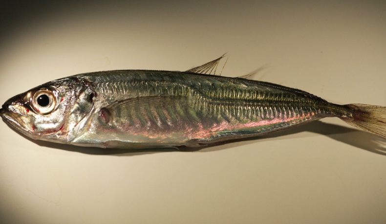 Ставрида (черноморская рыба): как ловить, места обитания, внешний вид, размеры, повадки, список самых уловистых приманок для ставриды