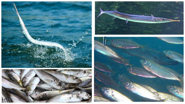 Ставрида (черноморская рыба): как ловить, места обитания, внешний вид, размеры, повадки, список самых уловистых приманок для ставриды