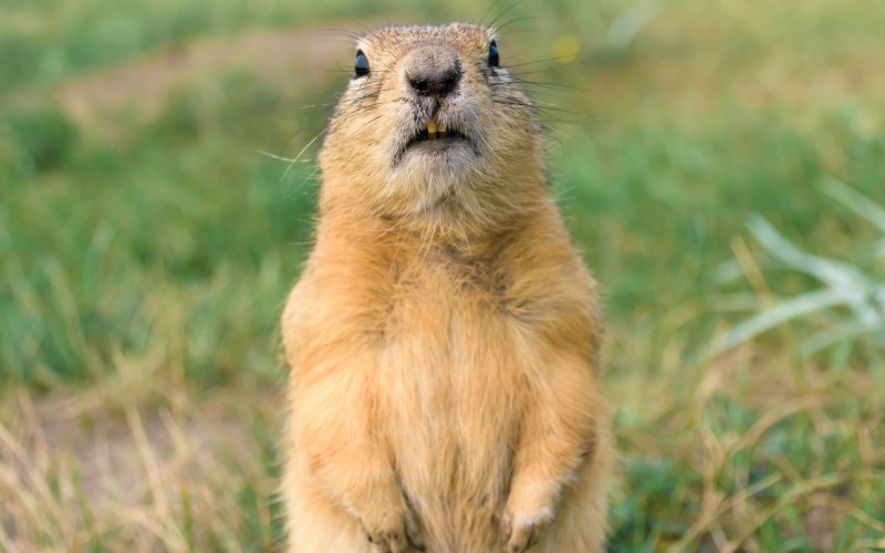 Морда суслика