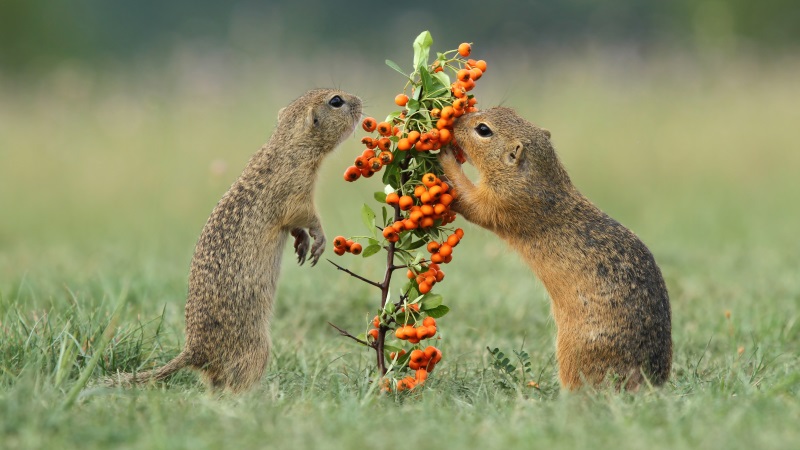 Ешьте ягоды