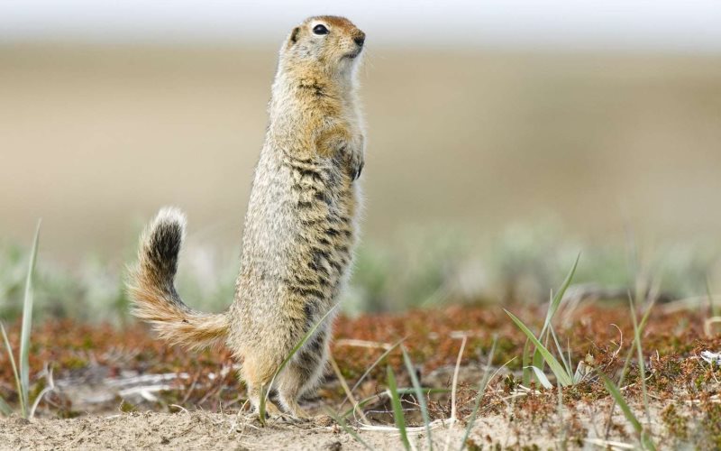 Животные суслики