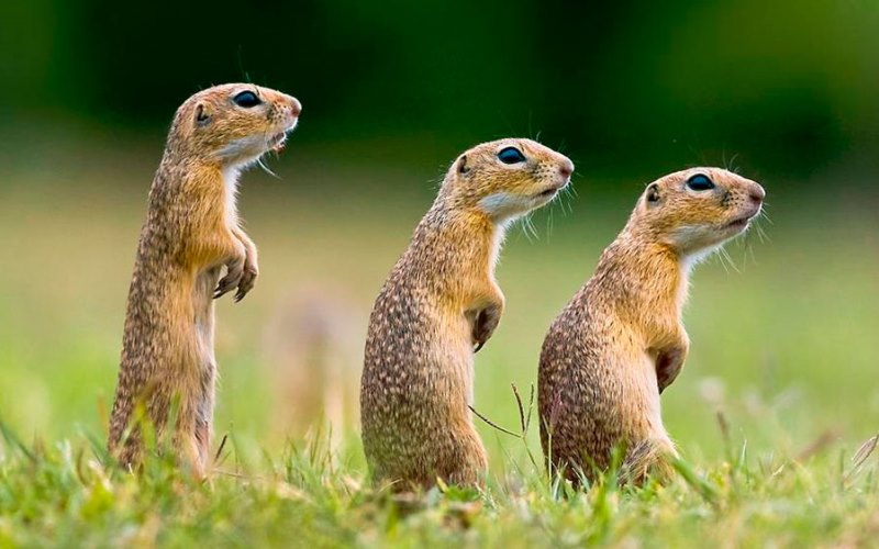 Маленькие животные