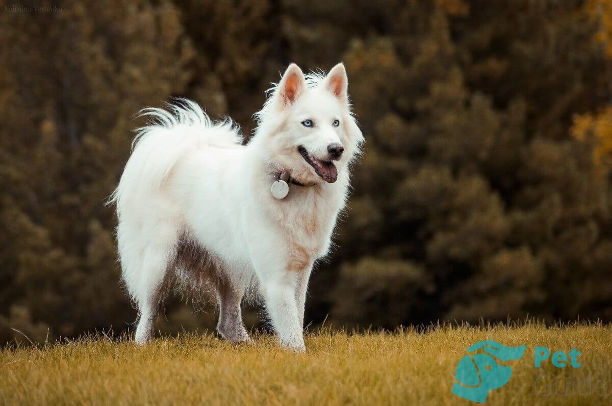 Тело якутской лайки Тело якутской лайки