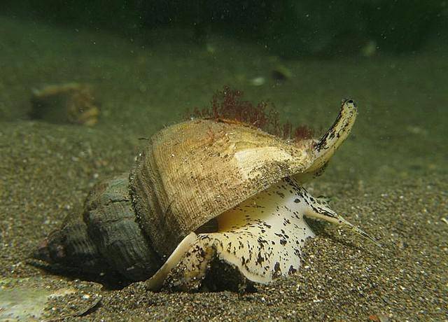 Моллюск трубач Моллюск трубач