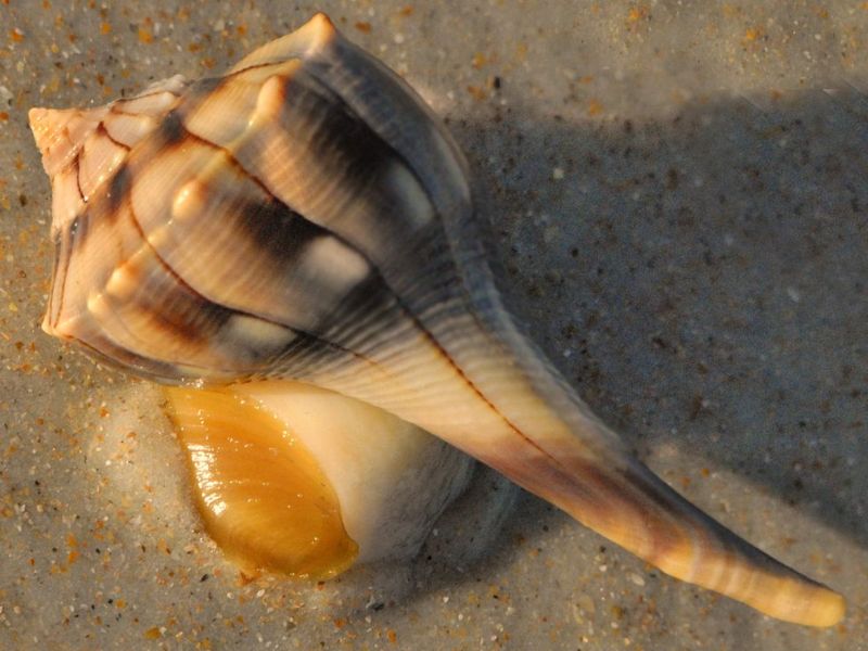 Большая раковина Большая раковина