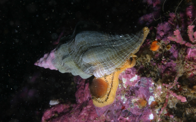 На дне На дне