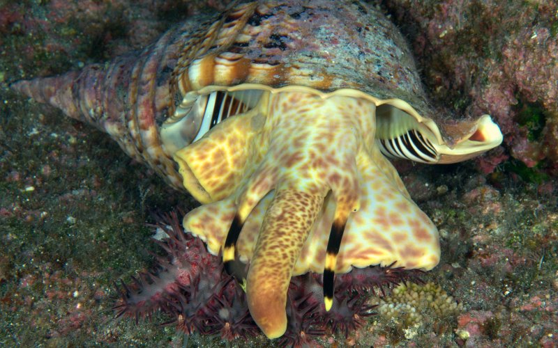 Вылез из раковины Вылез из раковины