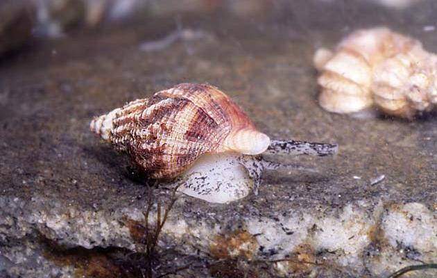 Моллюск в воде Моллюск в воде