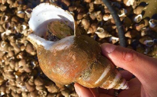 В руке В руке