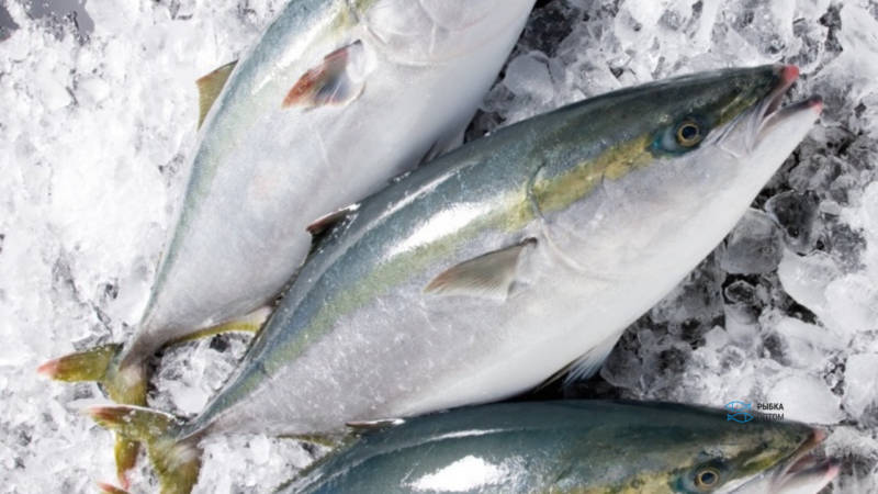 Самый дорогой тунец