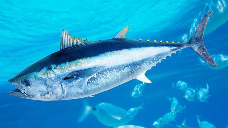 Самый дорогой тунец