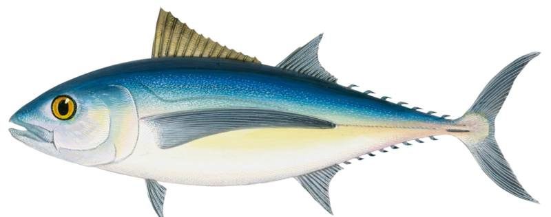 Самый дорогой тунец