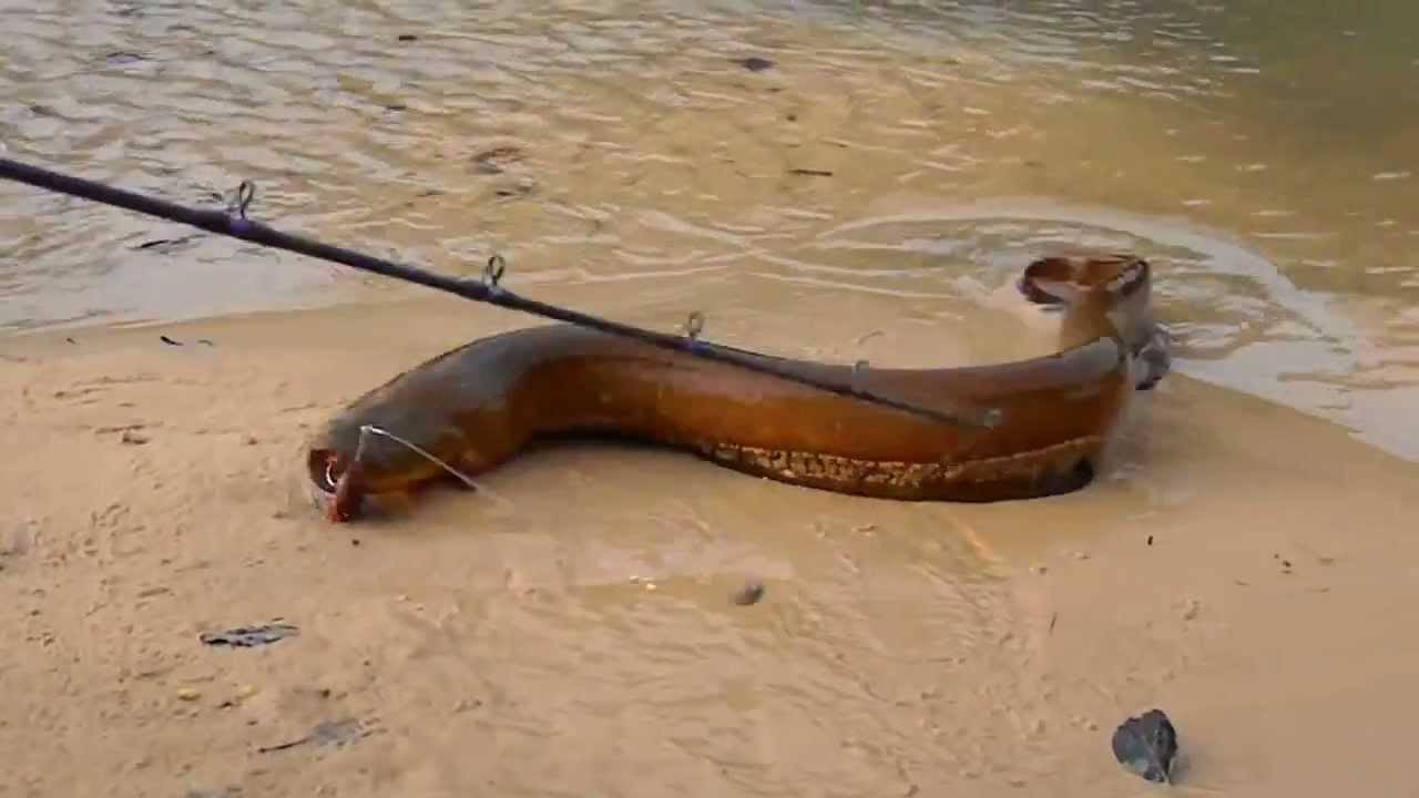 Конгер (морской угорь)