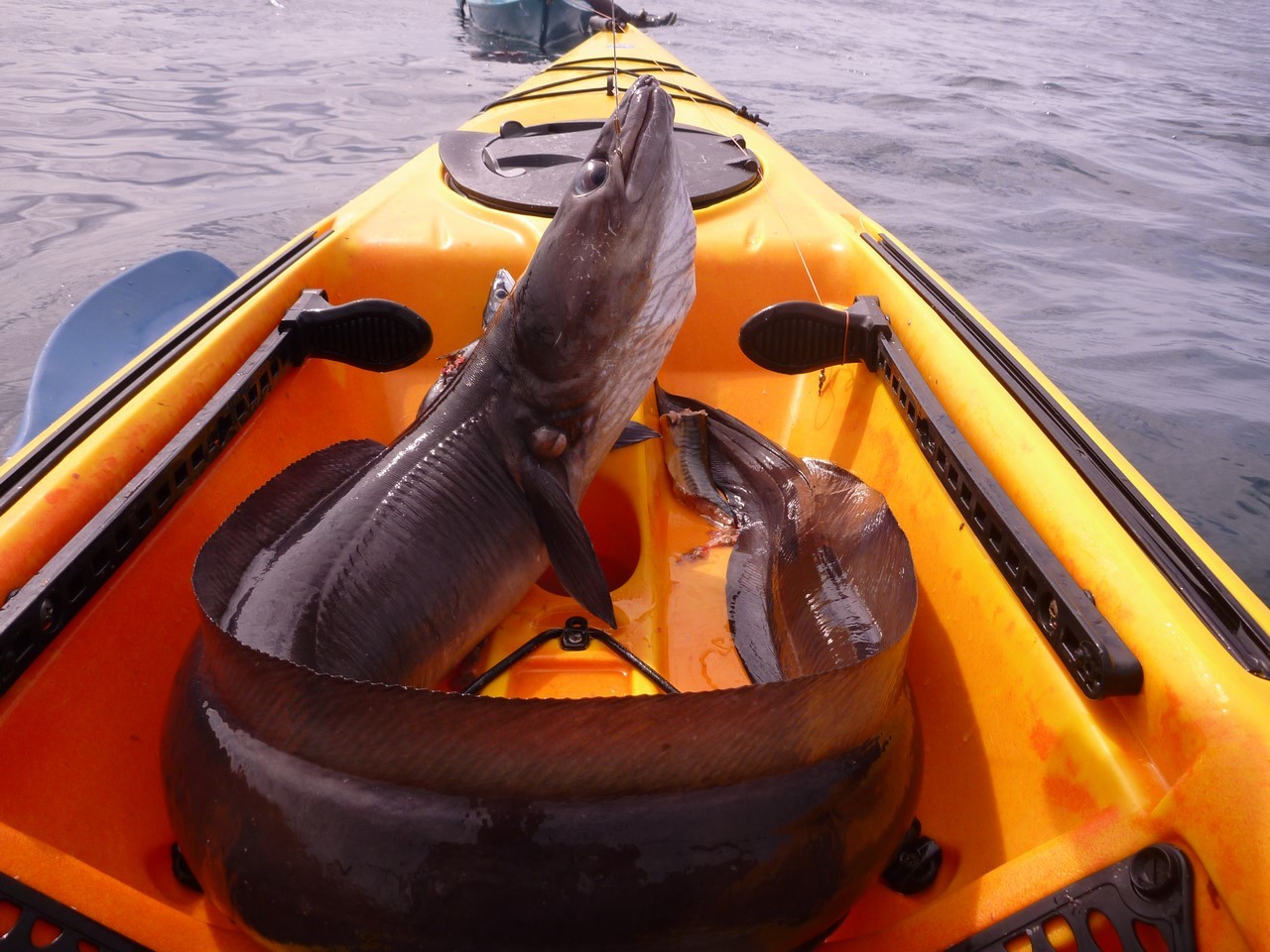 Конгер (морской угорь)