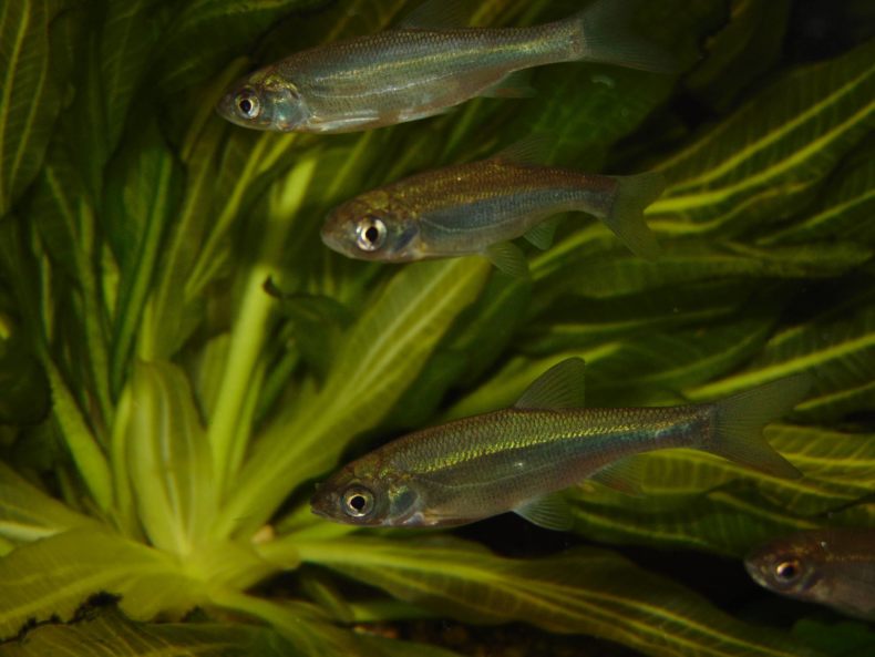 Рыба уклейка – описание, краткая информация