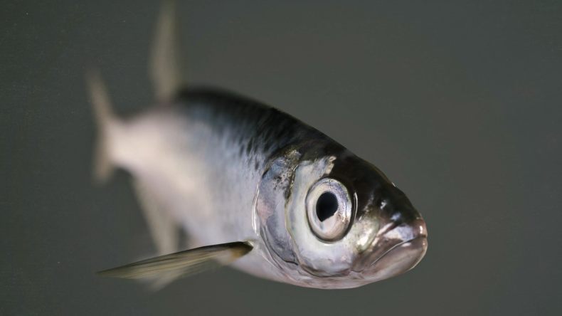 Рыба уклейка – описание, краткая информация