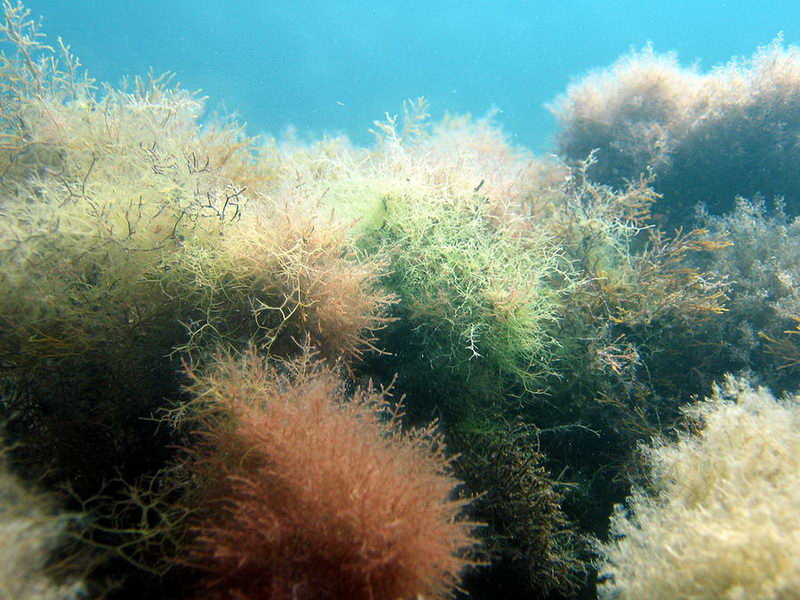Чёрное море: описание водоёма, площадь, глубина, флора и фауна, климат, острова, история изучения