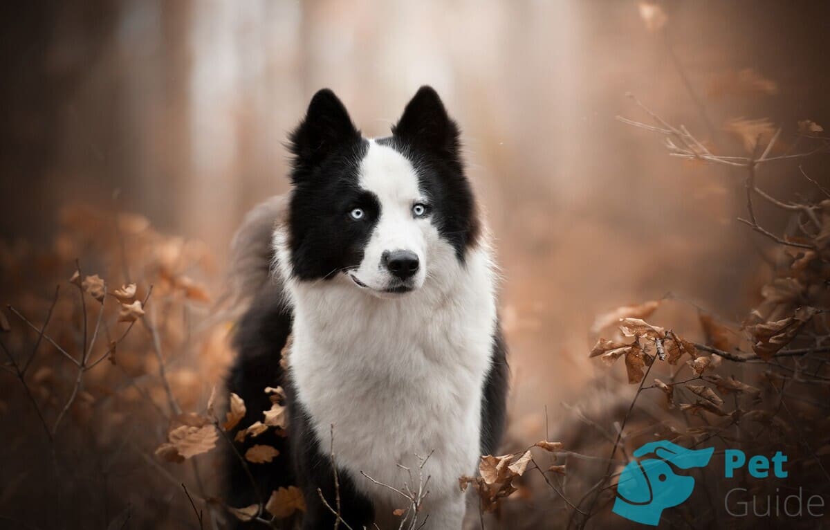 Уши якутской лайки Уши якутской лайки