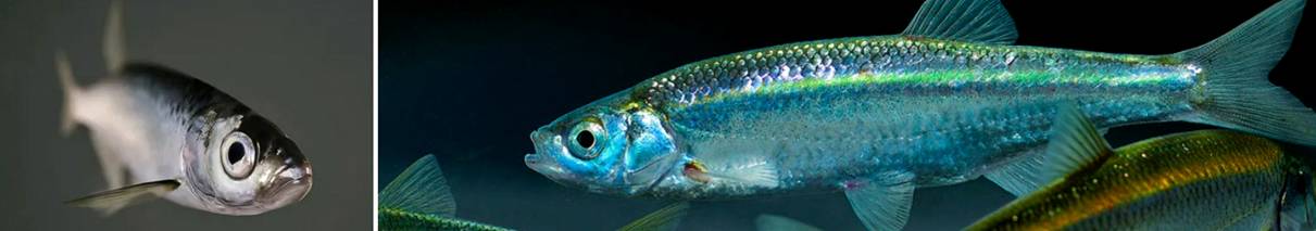 Рыба уклейка – описание, краткая информация