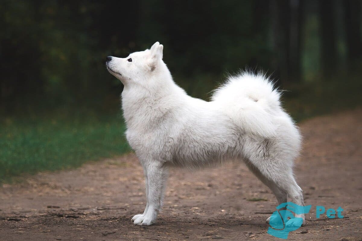 Внешность якутской лайки Внешность якутской лайки